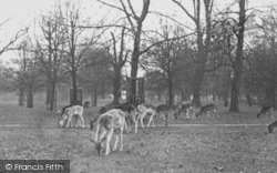 Bushy Park c.1960, Hampton Court