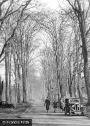 Savernake, Forest Avenue c.1955, Savernake Forest