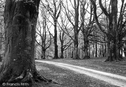 Savernake, Forest, Column Drive c.1955, Savernake Forest