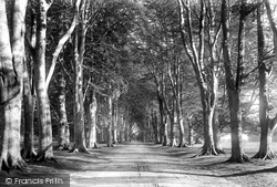Savernake, Forest, Grand Avenue 1901, Savernake Forest