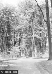 Savernake, The Grand Avenue c.1965, Savernake Forest